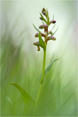 Grüne Hohlzunge (Coeloglossum viride), Schweiz, Oberwallis