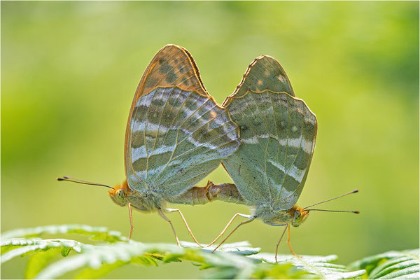 Kaisermantel (Argynnis paphia), Paarung, Schweden, Gotland