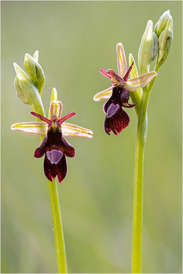 Ophrys x royanensis (=drumana x insectifera), Frankreich, Dep. Drôme