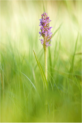 Fleischfarbene Fingerwurz (Dactylorhiza incarnata), Deutschland, Baden-Württemberg
