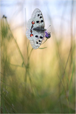 Roter Apollo (Parnassius apollo lithographicus), Deutschland, Oberbayern