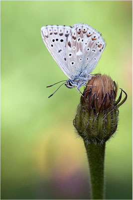 Silbergrüner Bläuling (Polyommatus coridon), Männchen, Schweiz, Kanton Bern