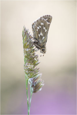 Komma-Dickkopffalter (Hesperia comma), Italien, Aosta