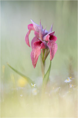 Verkannter Zungenstendel (Serapias neglecta), Frankreich, Var