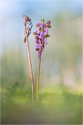 Spitzels Knabenkraut (Orchis spitzelii), Schweden, Gotland