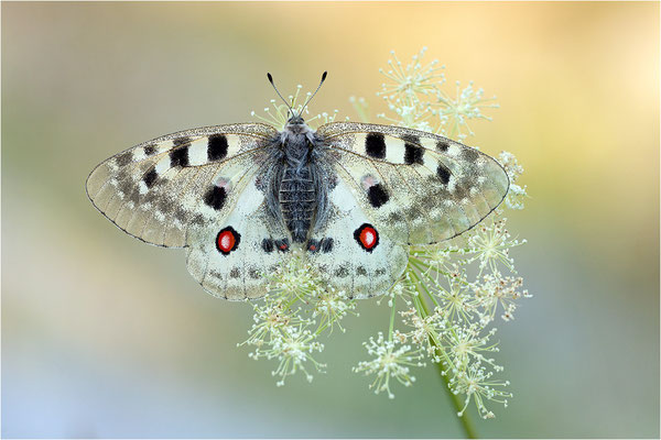 Roter Apollo (Parnassius apollo provincialis), Frankreich, Dep. Alpes-Maritimes