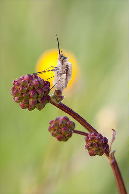 Kleiner Wollschweber (Bombylius minor), Deutschland, Baden-Württemberg