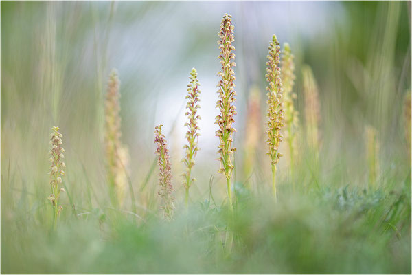 Ohnsporn (Orchis anthropophora), Frankreich, Aveyron