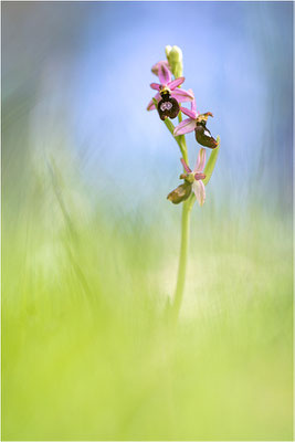 Drôme-Ragwurz (Ophrys drumana), Frankreich, Dep. Drôme