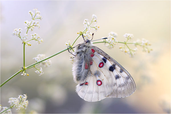 Roter Apollo (Parnassius apollo valdierensis), Italien, Piemont