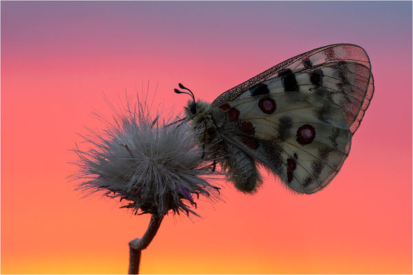 Roter Apollo (Parnassius apollo nivatus), Frankreich, Dep. Jura