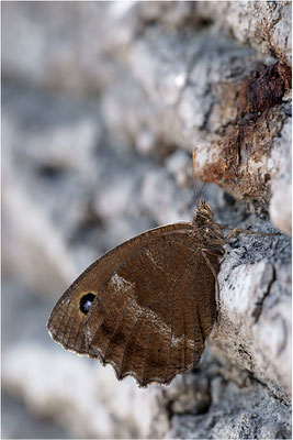 Blauäugiger Waldportier (Minois dryas), Frankreich, Drôme