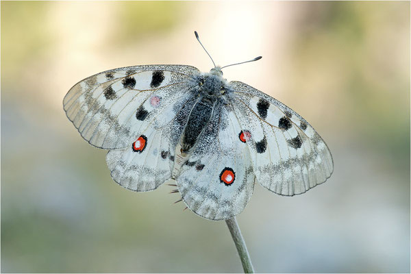 Roter Apollo (Parnassius apollo antijesuitus), Spanien, Provinz Lleida