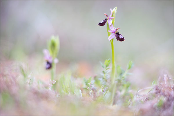 Drôme-Ragwurz (Ophrys drumana), Frankreich, Dep. Drôme