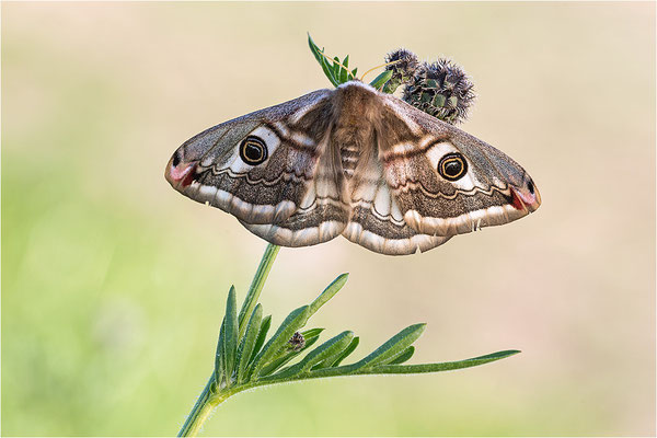 Kleines Nachtpfauenauge (Saturnia pavonia), Weibchen, Deutschland, Baden-Württemberg