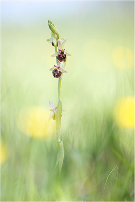 Hummel-Ragwurz (Ophrys fuciflora), Südlicher Oberrhein, Baden-Württemberg