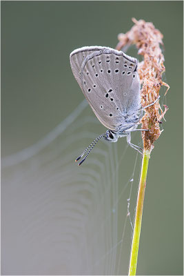 Lilagold-Feuerfalter (Lycaena hippothoe eurydame), Weibchen, Italien, Region Aostatal, 2100m