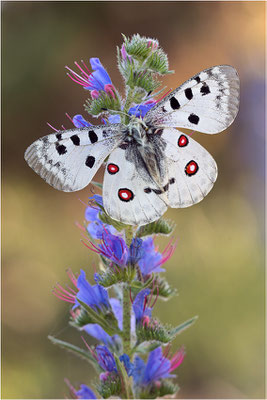 Roter Apollo (Parnassius apollo linnei), Schweden, Gotland