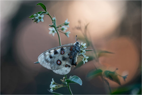 Roter Apollo (Parnassius apollo linnei), Schweden, Gotland