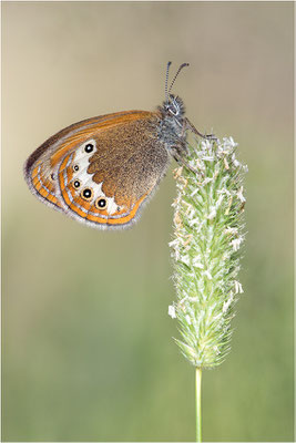 Darwin´s Wiesenvögelchen (Coenonympha darwinia), Schweiz, Kanton Wallis, 2.000m