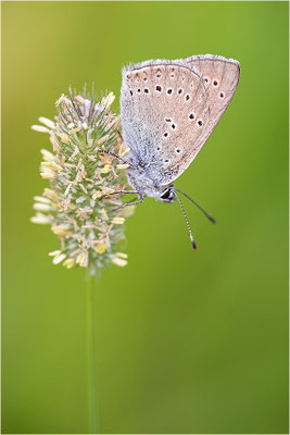 Lilagold-Feuerfalter (Lycaena hippothoe eurydame), Männchen, Schweiz, Tessin, 2000m