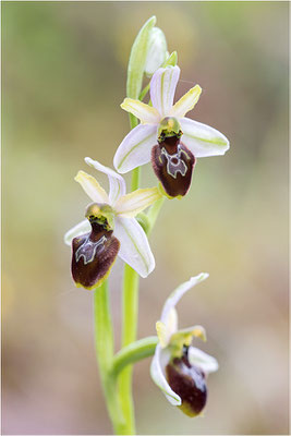 Ophrys splendida, Var