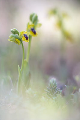 Ophrys lutea