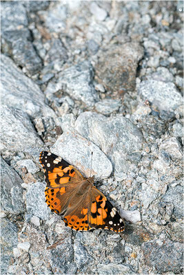  Distelfalter (Vanessa cardui), Frankreich, Dep. Savoie