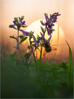 Gefingerter Lerchensporn (Corydalis solida), Deutschland, Baden-Württemberg