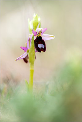 Ophrys aurelia, Bouches-du-Rhône