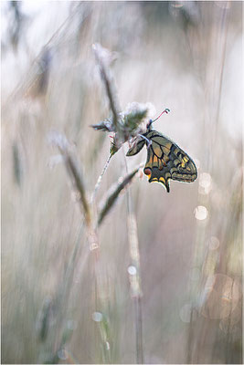 Schwalbenschwanz (Papilio machaon), Frankreich, Dep. Var