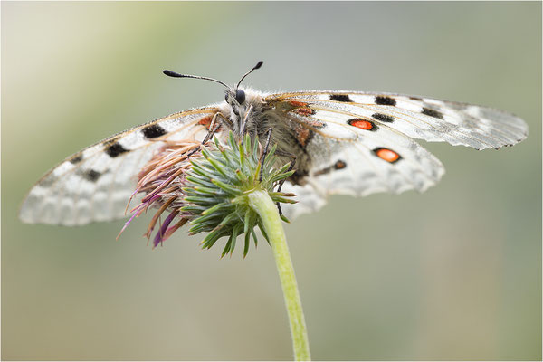 Roter Apollo (Parnassius apollo pedemontanus), Italien, Region Aostatal, 2.500m