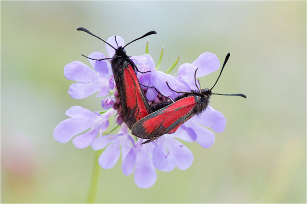 Thymian-Widderchen (Zygaena purpuralis), Paarung, Italien, Region Aostatal, 2300m
