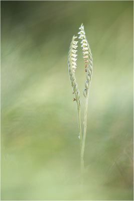 Herbst-Drehwurz (Spiranthes spiralis), Frankreich, Alsace