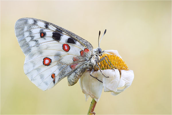 Roter Apollo (Parnassius apollo nivatus), Frankreich, Jura