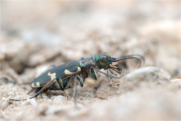 Dünen-Sandlaufkäfer (Cicindela transversalis transversalis), Schweiz, Kanton Wallis