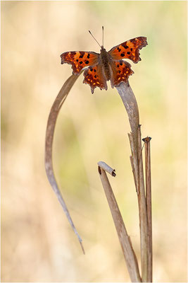 C-Falter (Polygonia c-album), Deutschland, Baden-Württemberg