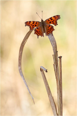 C-Falter (Polygonia c-album), Deutschland, Baden-Württemberg