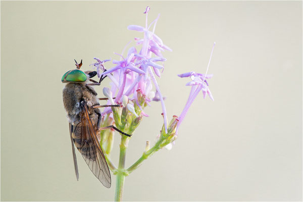Philipomya aprica, Frankreich, Dep. Hautes-Alpes