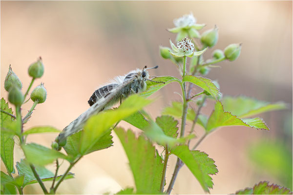 Roter Apollo (Parnassius apollo linnei), Schweden, Gotland
