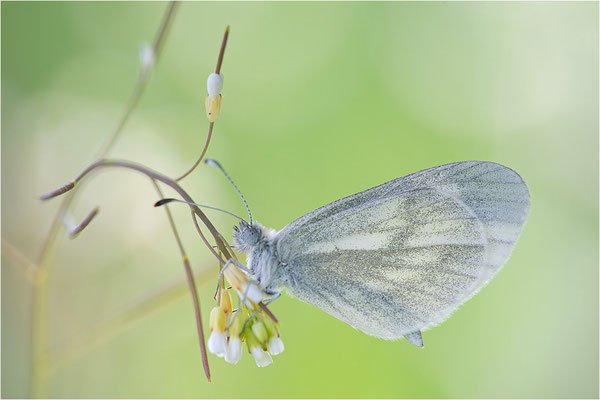 Tintenfleck-Weißling (Leptidea sinapis bzw. juvernica), Deutschland, Baden-Württemberg