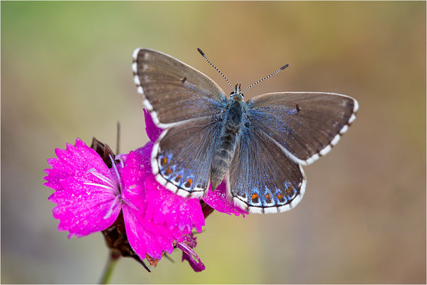 Himmelblauer Bläuling (Polyommatus bellargus), Weibchen, Deutschland, Baden-Württemberg