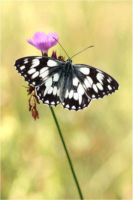 Schachbrettfalter (Melanargia galathea), Männchen, Deutschland, Baden-Württemberg