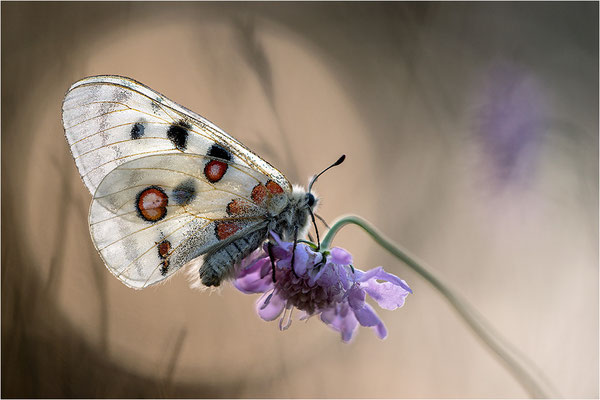 Roter Apollo (Parnassius apollo lithographicus), Deutschland, Oberbayern