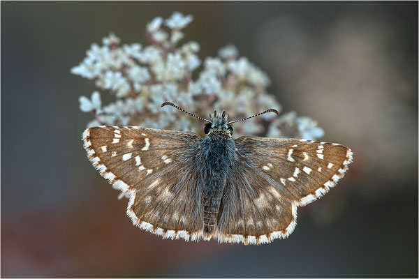 Ambossfleck-Würfeldickkopffalter (Pyrgus onopordi), Männchen, Frankreich, Drôme