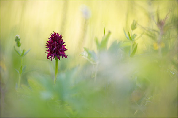 Schwarzes Kohlröschen (Nigritella nigra), Schweden, Jämtland