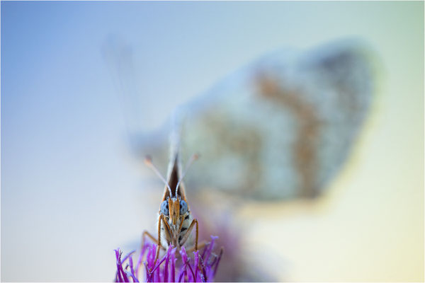 Flockenblumen-Scheckenfalter (Melitaea phoebe) und Roter Scheckenfalter (Melitaea didyma), Männchen, Frankreich, Savoie
