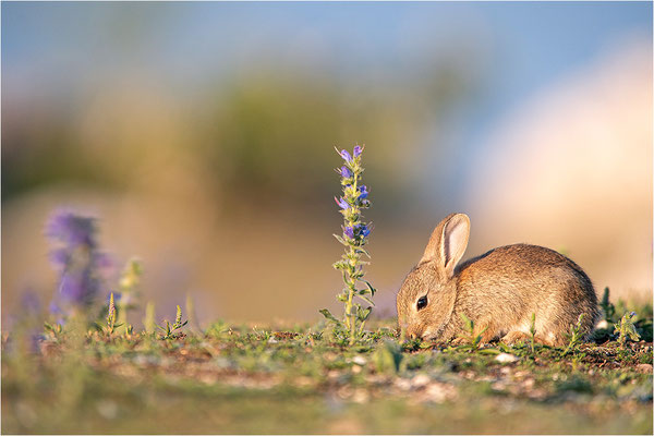 Wildkaninchen (Oryctolagus cuniculus), Gotland, Schweden