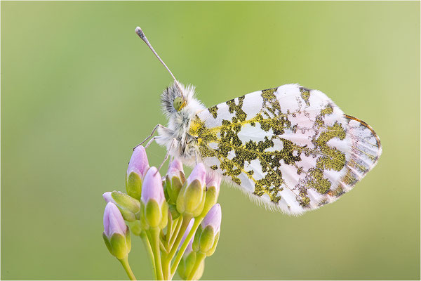 Aurorafalter (Anthocharis cardamines), Männchen, Deutschland, Baden-Württemberg