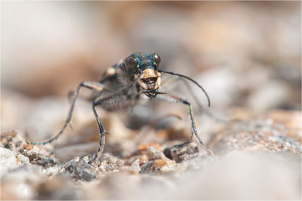 Dünen-Sandlaufkäfer (Cicindela transversalis transversalis), Schweiz, Kanton Wallis